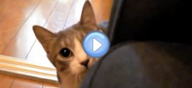 Vidéo du chat Agent Secret