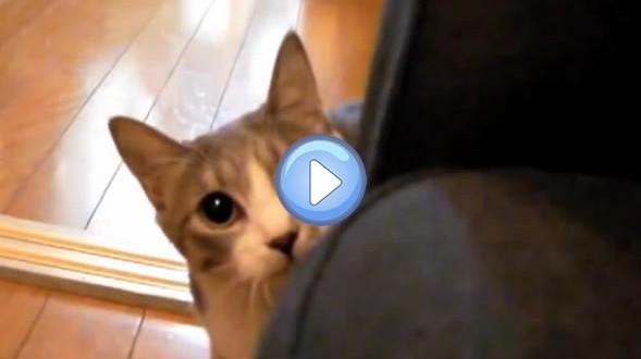 Vidéo du chat Agent Secret