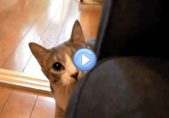 Video Du Chat Agent Secret Lol Chat Images Photos Et Videos De Lolcats