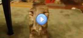 Vidéo d'un chat “les pattes en l’air” pour attraper un jouet à sonnette