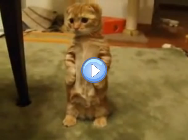 Video D Un Chat Les Pattes En L Air Pour Attraper Un Jouet A Sonnette Lol Chat Images Photos Et Videos De Lolcats