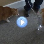 Vidéo du chat qui attaque un ballon