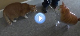Vidéo du chat qui attaque un ballon