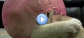 Vidéo d'un chaton qui s’amuse dans une boule de hamster