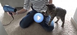 Vidéo d'un chat boxeur qui se bat contre un sèche-cheveux