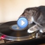 Vidéo d'un chat DJ aux platines sur du Bob Marley