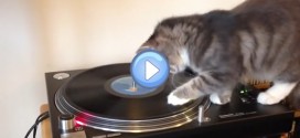 Vidéo d'un chat DJ aux platines sur du Bob Marley