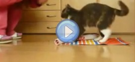 Vidéo d'un chat dressé très intelligent !