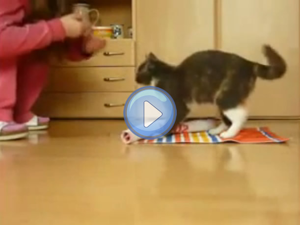 Video D Un Chat Dresse Tres Intelligent Lol Chat Images Photos Et Videos De Lolcats