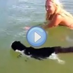 Vidéo d'un chat qui nage dans la mer !