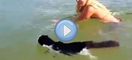 Vidéo d'un chat qui nage dans la mer !