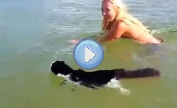 Video D Un Chat Qui Nage Dans La Mer Lol Chat Images Photos Et Videos De Lolcats Video D Un Chat Qui Nage Dans La Mer Lol Chat Images Photos Et Videos De Lolcats