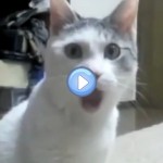 Vidéo du chat “Oh My God”