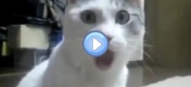 Vidéo du chat “Oh My God”