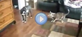 Vidéo d'un chat qui protège une petite fille contre un chien