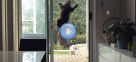 Vidéo du chat ventouse - Mission impossible