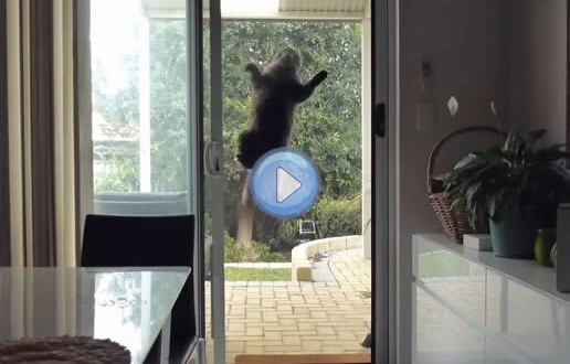 Vidéo du chat ventouse - Mission impossible