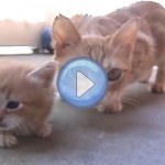 Vidéo d'un chaton qui se fait sauver par sa mère