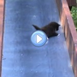 Vidéo de chatons qui glissent sur un toboggan