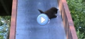 Vidéo de chatons qui glissent sur un toboggan