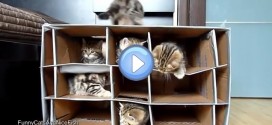 Vidéo de chatons qui jouent dans un chateau fait de cartons