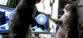 Vidéo de deux chats et leur jeu de pattes sur comptine anglaise