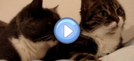 Vidéo de deux chats qui se parlent