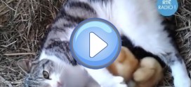 Vidéo d’une chatte qui adopte 3 canetons en plus de ses chatons