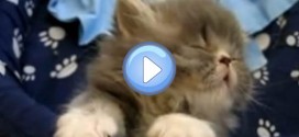 Vidéo d'un chaton persan qui s'endort et se laisse presque tomber en arrière