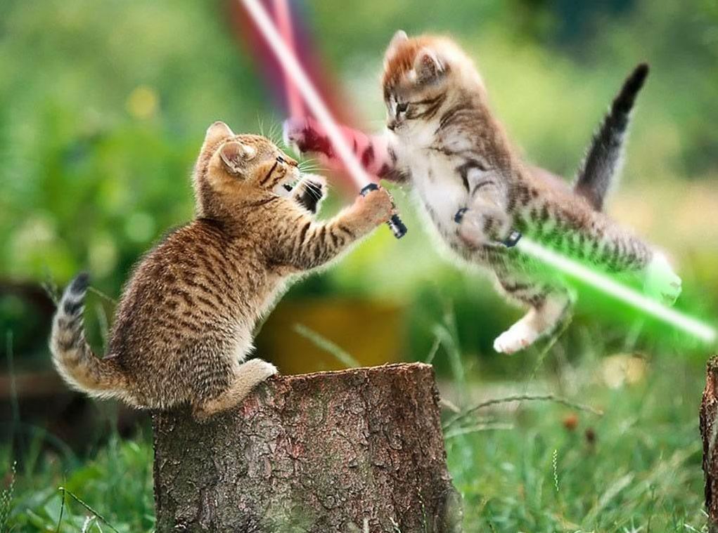Deux chatons avec des sabres lasers - Star Wars