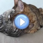 Vidéo d'un câlin entre une maman Bengal et son chaton qui se transforme en chute