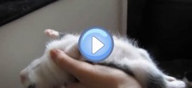 Vidéo d'un chaton qui s'endort dans la main de son maître !