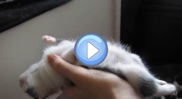 Video D Un Chaton Qui S Endort Dans La Main De Son Maitre Lol Chat Images Photos Et Videos De Lolcats