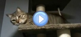 Vidéo du chat qui devient tout fou sur son arbre à chat : Mamaw le retour !