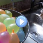 Vidéo d'un chat qui éclate des ballons bombes à eau