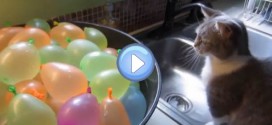 Vidéo d'un chat qui éclate des ballons bombes à eau
