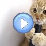Vidéo d'un chat qui joue avec un aspirateur !