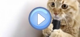 Vidéo d'un chat qui joue avec un aspirateur !