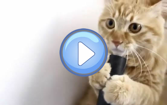 Video D Un Chat Qui Joue Avec Un Aspirateur Lol Chat Images Photos Et Videos De Lolcats Video D Un Chat Qui Joue Avec Un Aspirateur Lol Chat Images Photos Et Videos De Lolcats