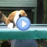 Vidéo d'un chat qui joue sur un trampoline