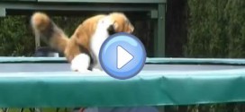 Vidéo d'un chat qui joue sur un trampoline