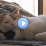 Vidéo d'un chat et d'un lapin meilleurs amis : c'est fou !