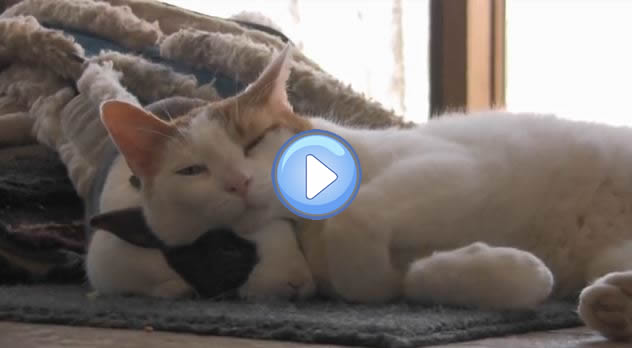 Video D Un Chat Et D Un Lapin Meilleurs Amis C Est Fou Lol Chat Images Photos Et Videos De Lolcats