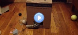 Vidéo d'un chat qui range ses jouets dans une boite ! Incroyable