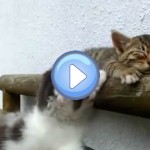 Vidéo d'un chaton qui essaye de réveiller son copain : trop mignon !