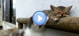 Vidéo d'un chaton qui essaye de réveiller son copain : trop mignon !