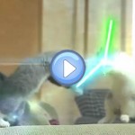 Vidéos des chatons Jedi - Star Wars