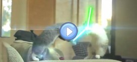 Vidéos des chatons Jedi - Star Wars