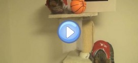 Vidéo de chats qui jouent au basket ball ! De vrais sportifs !