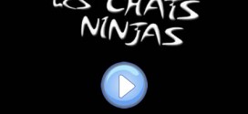Vidéo des chats ninjas : c'est fou !